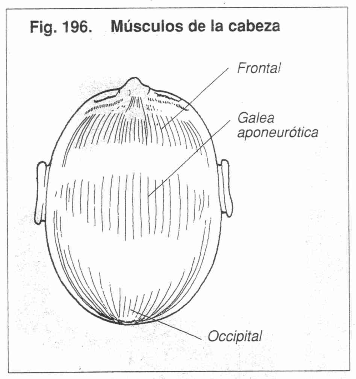 Terapeuta en Seiza aplicando técnica