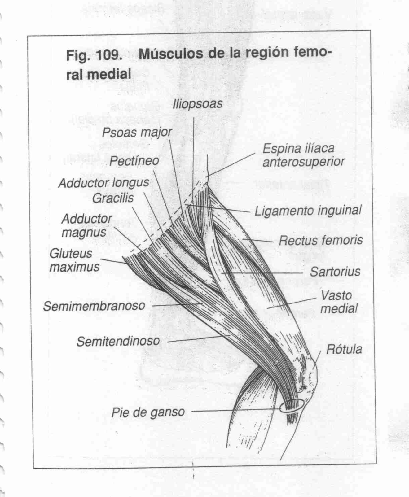 Aductores Flexión