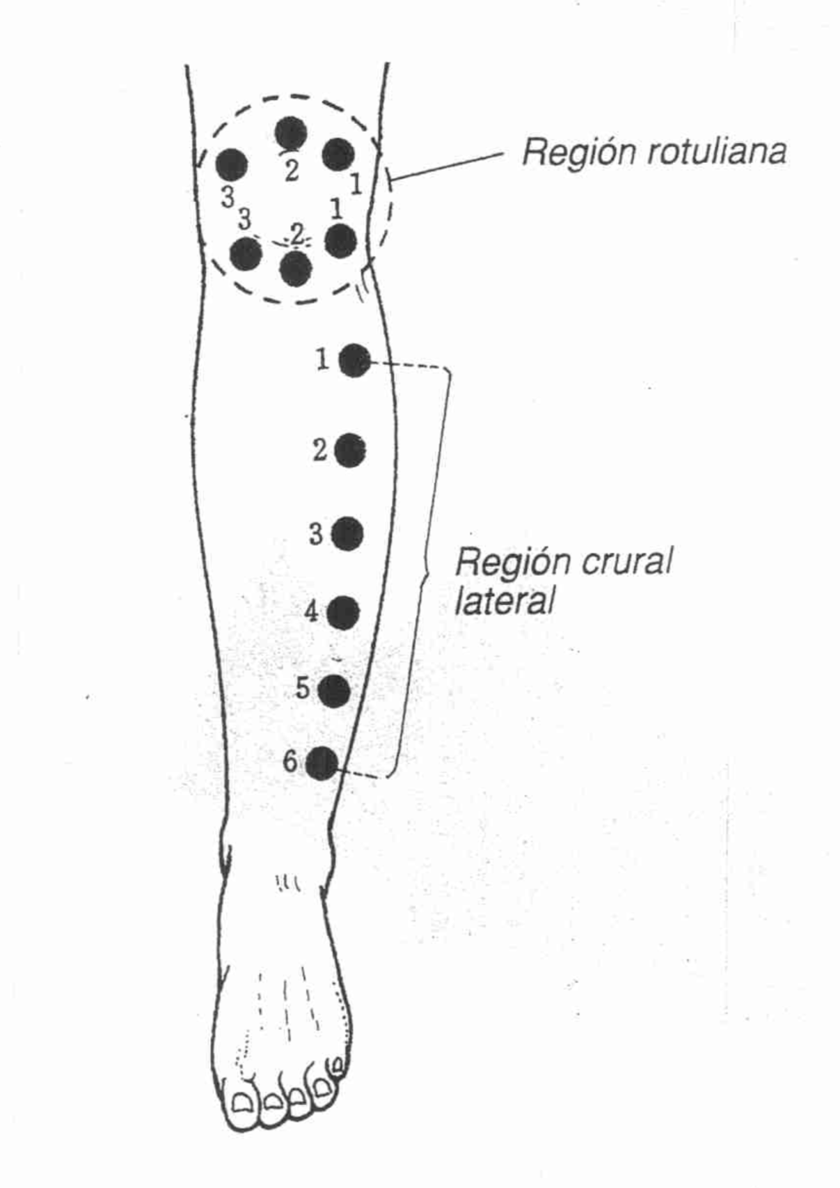 Línea Inferior Rótula