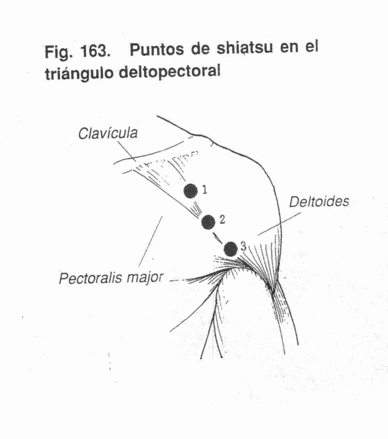 Rotación Interna Antebrazo