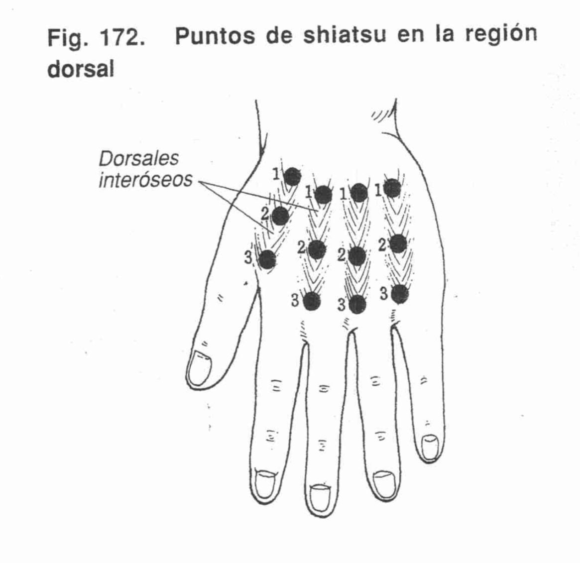 Canales Metacarpianos